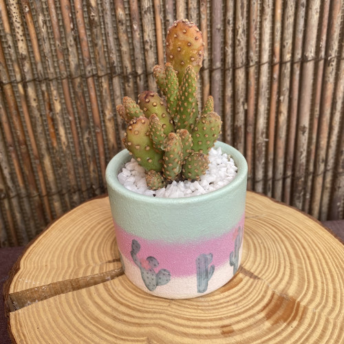 Modelo Cactus