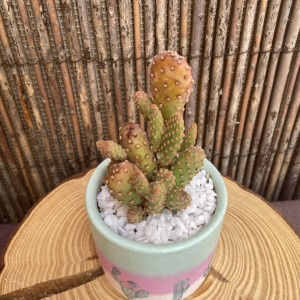 Modelo Cactus